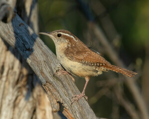Carolina Wren