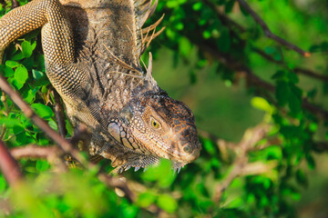 iguana in the tropics of Panama