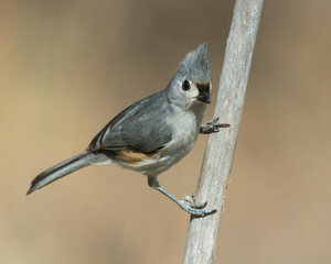 Tufted Titmouse