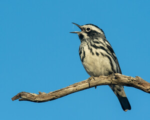 Black and White Warbler