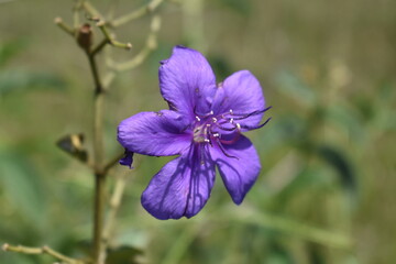 Pleroma (Melastomataceae) 