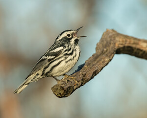 Black and White Warbler