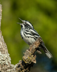 Black and White Warbler