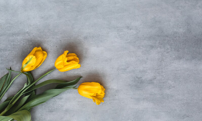 Gift or yellow tulip flowers on gray table.