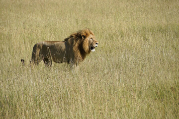 Male lion standing in long grass, Masai Mara Game Reserve, Kenya
