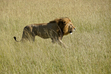 Male lion walking in long grass, Masai Mara Game Reserve, Kenya