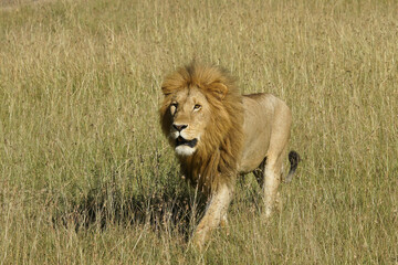 Obraz na płótnie Canvas Male lion walking in long grass, Masai Mara Game Reserve, Kenya