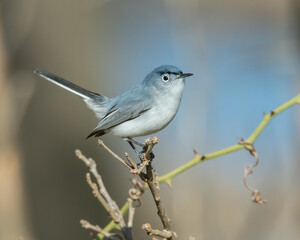 Fototapeta premium Blue Gray Gnatcatcher