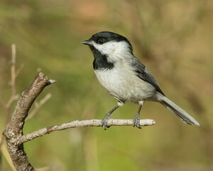 Carolina Chickadee