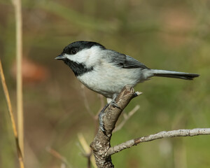 Carolina Chickadee
