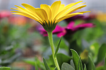 Closeup side view of a yellow African Daisy in bloom