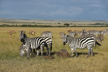 Fototapeta na wymiar Burchell's (common, plains) zebras, topis, impala, and gazelles on the grasslands of the Masai Mara Game Reserve, Kenya