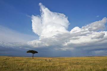Dramatic cloud formation towers above wildlife grazing on the grassland of Masai Mara Game Reserve, Kenya