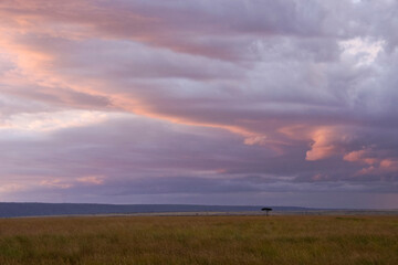Obraz na płótnie Canvas Clouds light up at sunset over the grasslands of Masai Mara Game Reserve, Kenya