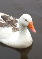 beautiful white ducks with orange beak