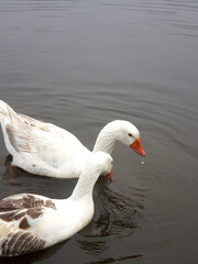 beautiful white ducks with orange beak