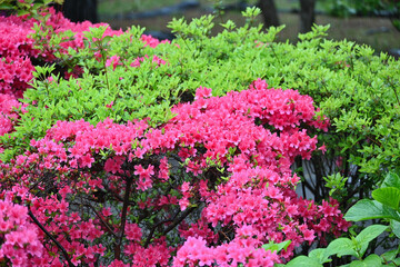 雨に濡れた赤いツツジと新緑の植え込み