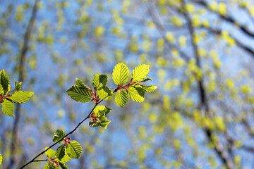 新芽・新緑　エコロジー