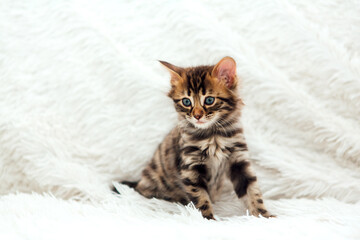 Cute dark grey charcoal bengal kitten on a furry white blanket.