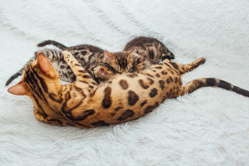 Bengal cat feeds her little kittens with breast