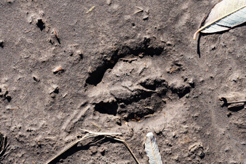 tracks