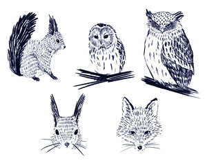 Northern Animals (北海道の動物たち）