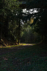 autumn in the forest