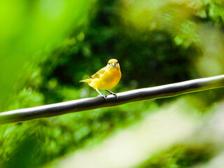 bird on a branch