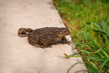 big brown frog in the grass