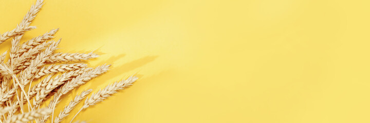 Ears of wheat close up with shadows from sunbeams. Harvest time concept. Cereal crop. Selective...