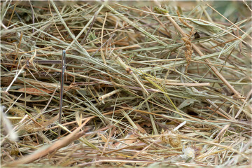 Needle in a haystack close-up. Detail. Macro. Selective focus.