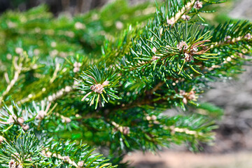 close up of pine needles