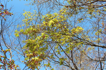 新芽・新緑　エコロジー