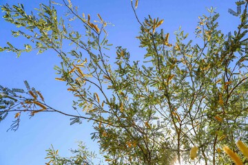Mesquite flowering leaves. Cluster of mesquite tree blooms in spring before summer