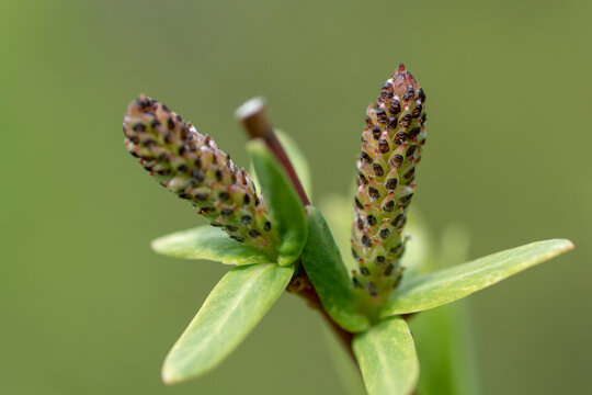 Blooming Willow (Salix Integra Hakuro Nishiki) catkins in the early spring. Close up. Detail,