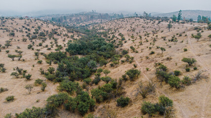 arboles y cerro