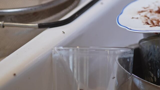 Ants crawl along kitchen sink with dirty dishes inside, close-up