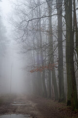 Fototapeta na wymiar dirty road in misty oak forest