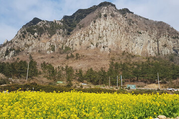 Obraz premium yellow flower and rock mountain