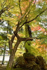 京都、蹴上げの紅葉と木造の建物等
