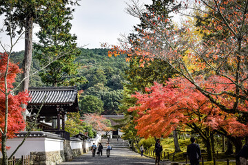 Naklejka premium 京都、蹴上げの紅葉と木造の建物等 