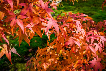京都、蹴上げの紅葉と木造の建物等
