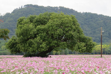 green tree in the middle of colorful cosmos flower
