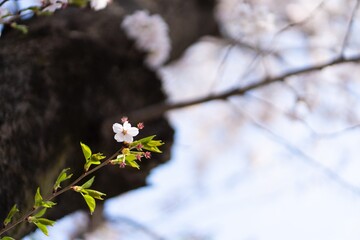 Cherry blossom trees are in full bloom.