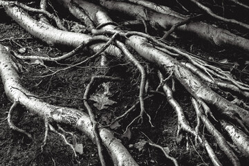 roots background