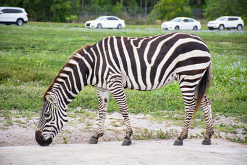 Fototapeta na wymiar zebra eating grass