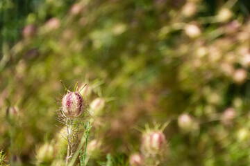 thistle in the meadow