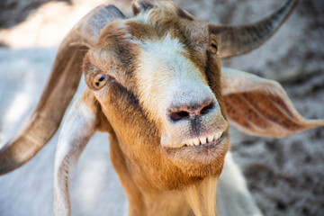 close up of a goat