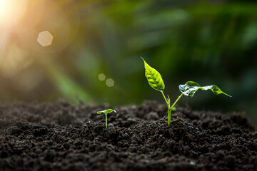 Hands of the farmer are planting the seedlings into the soil