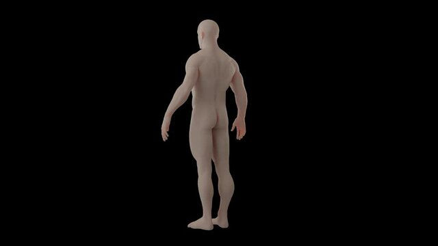 3d animation of human stand